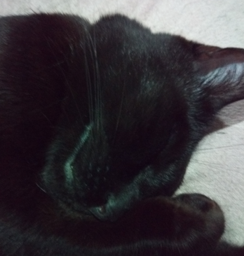 a black cat's face, sleeping curled up